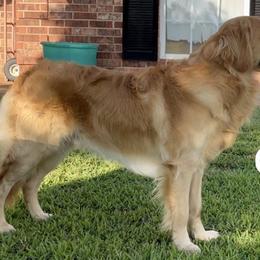 Gus - Golden Retriever