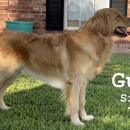 Gus - Golden Retriever