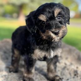 Texas (Red) - Phantom male Goldendoodle puppy in Twin Falls, Idaho from Magic Valley Family Doodles