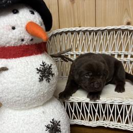 Red collar - Chocolate male Labrador Retriever puppy in Stuart, Virginia from Russell Creek Labradors