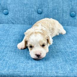 Jack - Blenheim male Cavapoo puppy in Lancaster, Missouri from Cavapoo Acres