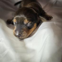 Miss Green - Brindle female Dachshund puppy in Virginia City, Nevada from V.C. Weenies