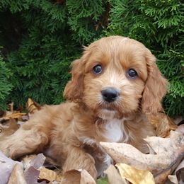 Faith - Red and white female Cockapoo puppy in Shipshewana, Indiana from Home Raised Cockapoos