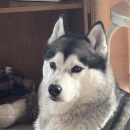 Lacey - Siberian Husky