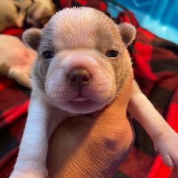 SANGRIA - Seal and white Boston Terrier puppy in Anderson, South Carolina from Lola’s House of Bostons & Rescue