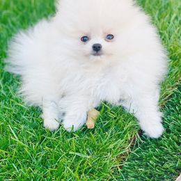 Pomeranian Puppies from Glitzypoms
