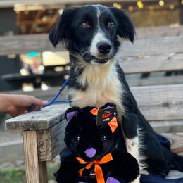 Laika - Sporty Mix