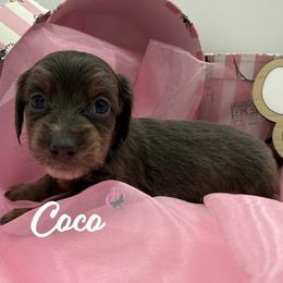 Coco - Blue and tan female Dachshund puppy in Waseca, Minnesota from Dragonfly Doxies
