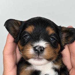 Frigga - Black and tan female Cavapoo puppy in Fayette County, Ohio from Happy Tails