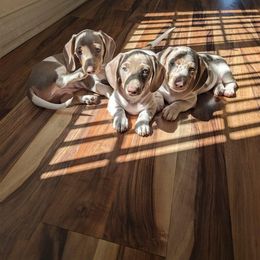 Dachshund Puppies from Over The Moon Dachshunds