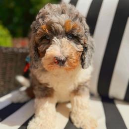 Legion - Merle male Bernedoodle puppy in Sherman, Illinois from Shirl Doodle Life