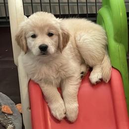 Golden Retrievers from Fields of Dreams Retrievers