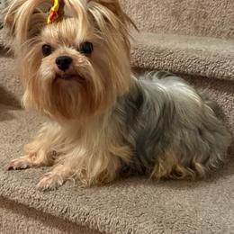 Dachshunds and Yorkshire Terriers from Suzane Bojorquez