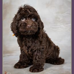 Damien - Brown male Cockapoo puppy in Connersville, Indiana from Deaz Doodle Ranch