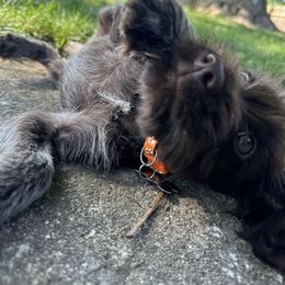 Wirehaired Pointing Griffon Puppies from Harmony Hills Griffons