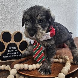 Boy 1 - Salt and pepper male Miniature Schnauzer puppy in Las Vegas, Nevada from Knock & Bark