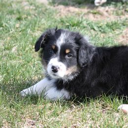 Australian Shepherd Puppies from Flying L Aussies