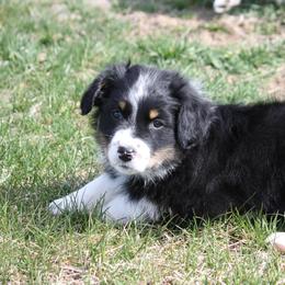 Australian Shepherd Puppies from Flying L Aussies