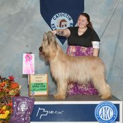 Beauceron and Briard All Grown Up from du Coeur Rose Briards and Beaucerons