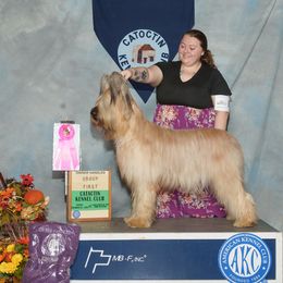 Beauceron and Briard All Grown Up from du Coeur Rose Briards and Beaucerons