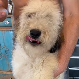 Ibis - Aussiedoodle