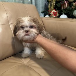 Boy 4 - Shih Tzu puppy from Bebe AKC Puppies
