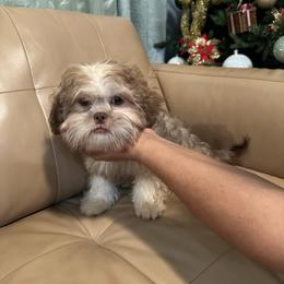 Boy 4 - Shih Tzu puppy from Bebe AKC Puppies