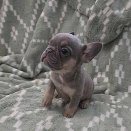 Tiny - Tricolors male French Bulldog puppy in Fulton, Missouri from FamLee Frenchies