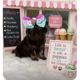 Queen Alexandria - Chocolate and tan female Shih Tzu puppy in Columbia, Kentucky from Lisa Bandy Luxe Shih Tzu