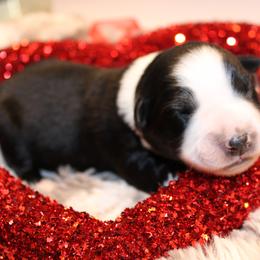 Heart - Black tri-color female Australian Shepherd puppy in Plantersville, Texas from Jak Se Auss