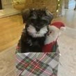 Miniature Schnauzer Puppies from Pups With Potential