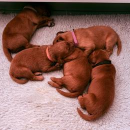 Girl 5 - Dark golden female Golden Retriever puppy in Aumsville, Oregon from Bigfoot Goldens AKC registered - Dark Red Goldens