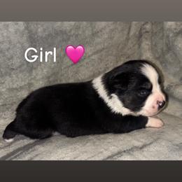 Miniature Australian Shepherd Puppies from Deep South Aussie's