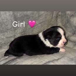 Miniature Australian Shepherd Puppies from Deep South Aussie's