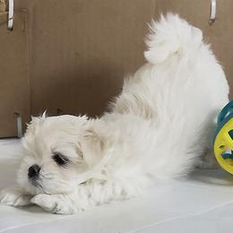 Maltese Puppies from Platinum Dunes Maltese Kennel