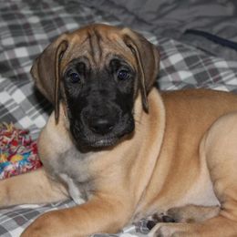 Great Dane Puppies from Daynakin Great Danes LLC