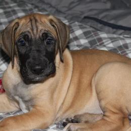 Great Dane Puppies from Daynakin Great Danes LLC