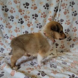 Collie Puppies from Boorman Mountain Kennel