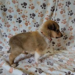 Collie Puppies from Boorman Mountain Kennel