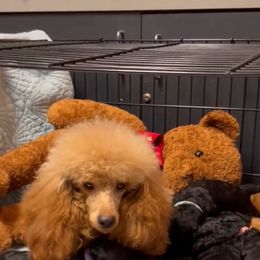 Sienna - Poodle