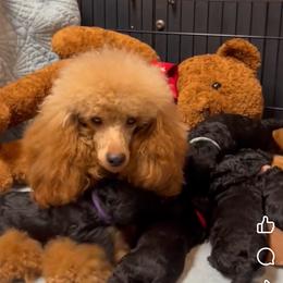 Sienna - Poodle
