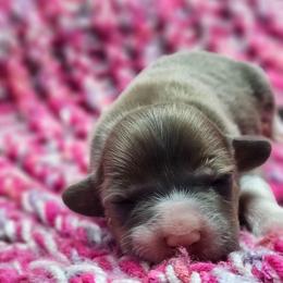 Rose (blue Sable) - Blue female Pembroke Welsh Corgi puppy in Washington from Castle View Royal Rumps