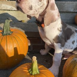 Great Dane Puppies from Guilty Pleasure Great Danes
