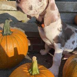 Great Dane Puppies from Guilty Pleasure Great Danes