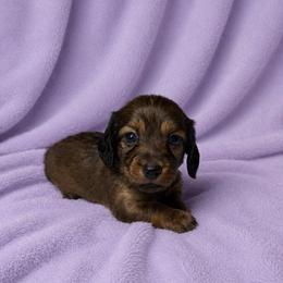 Vada - Red female Dachshund puppy in Richmond, Virginia from Paw Prints