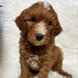 Boy 22 - Red  male Goldendoodle puppy in West Point, Iowa from Circle A Mini Goldendoodles and Mini Bernedoodles