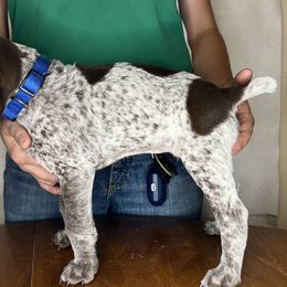 German Shorthaired Pointer Puppies from MCP Kennels
