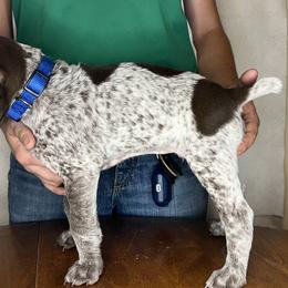 German Shorthaired Pointer Puppies from MCP Kennels