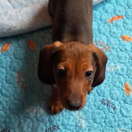 Roan - Red male Dachshund puppy in Klamath Falls, Oregon from Luvindoxys4u
