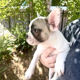 French Bulldog Puppies from Southern Mississippi Frenchies